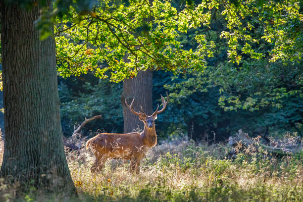 einspurig männlicher rotwild - forest deer stag male animal stock-fotos und bilder