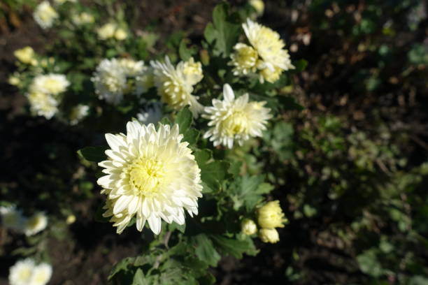 istock Ivory white flowers of Chrysanthemums in mid October 1279153127