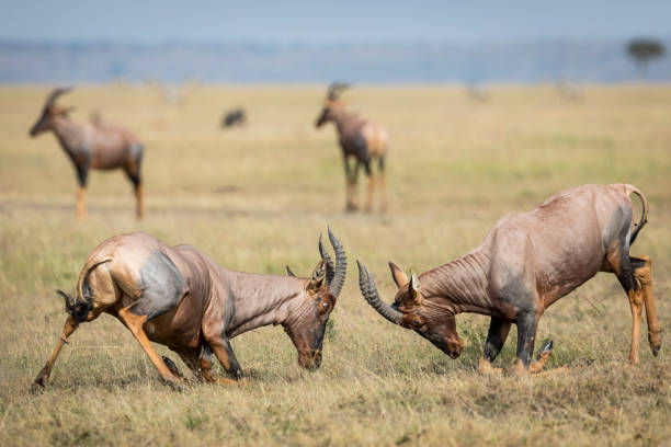 two adult male topi fighting in the plains of masai mara in kenya - masai mara national reserve masai mara topi antelope imagens e fotografias de stock