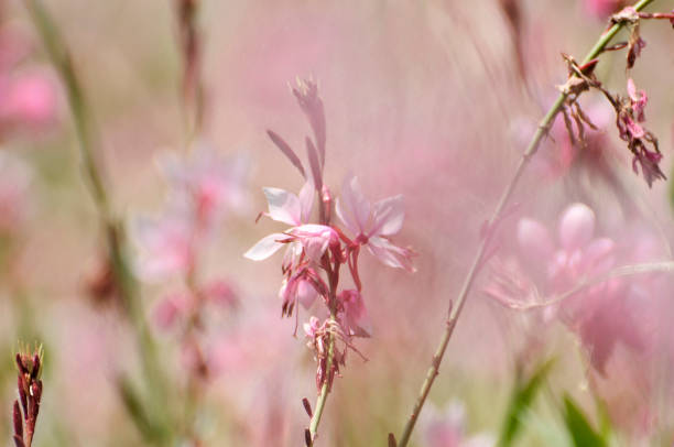 istock Small pink flower blooming in garden 1279154505