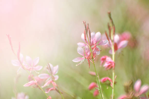 istock Small pink flower blooming in garden 1279154508