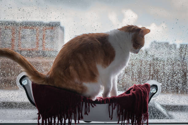 istock brown and white cat sitting in a hammock by the window 1279154678