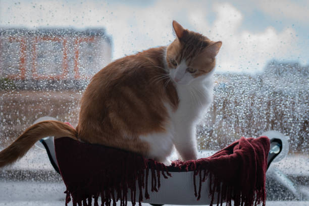 istock brown and white cat sitting in a hammock by the window 1279154683