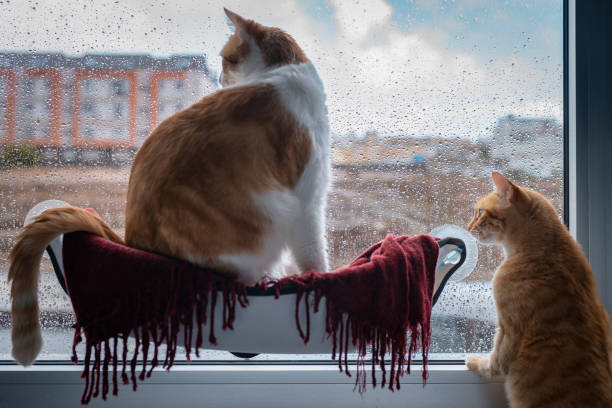 istock two domestic cats looking outside from the window 1279154699