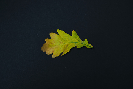 Close-ups of leaves and trees at \