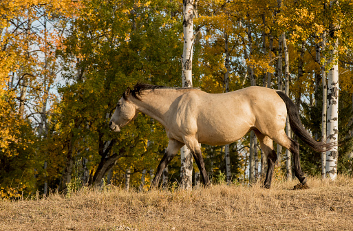 A horse standing in a field against a fall colored background