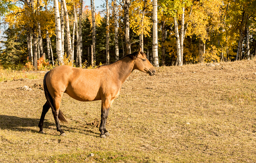 A horse standing in a field against a fall backdrop
