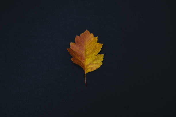 istock beautiful autumn leave isolated on black background 1279156174