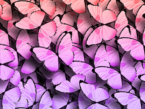 beautiful background of tropical pink butterflies