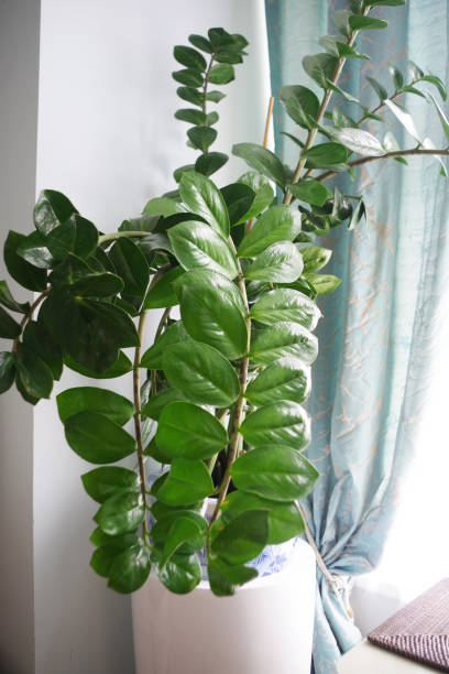 istock Zamioculcas home plant 1279157088
