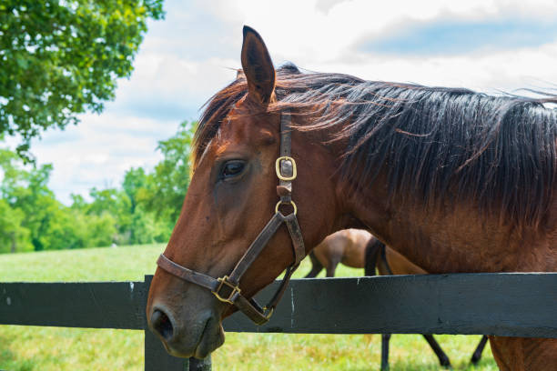istock Horse looking over a fence 1279157948