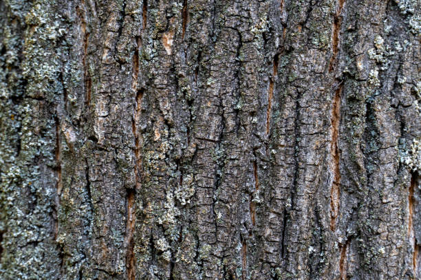 istock dry tree bark with cracks and moss background close up 1279158987