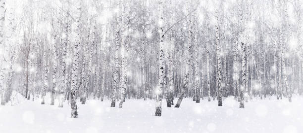istock Winter birch grove. Falling snow in the forest. 1279159529