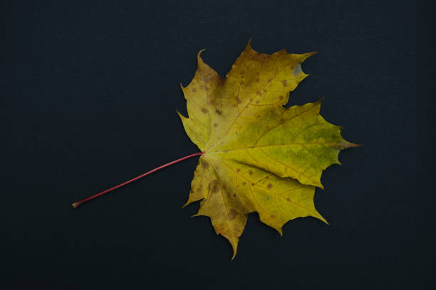istock one autumn leave isolated on black background 1279159667