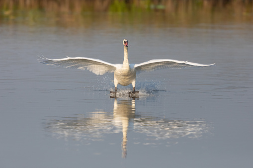 A beautiful animal portrait of a Juvenile Whooper Swan spreading their wings on a lake