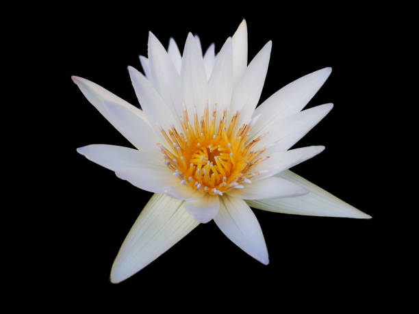 istock beautiful White lotus with yellow pollen isolated on black background. 1279160518
