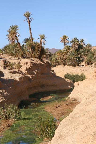 istock The desert of Icht, southern Morocco 1279160655