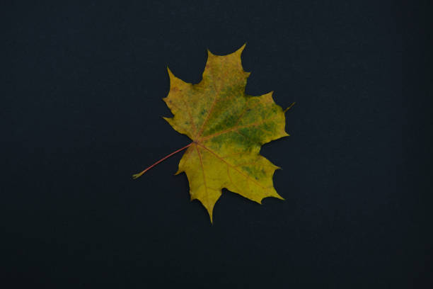 istock one autumn leave isolated on black background 1279160758
