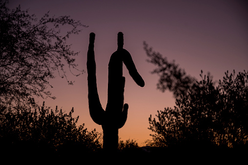 Saguaro silhouette with Colorful Sky at Sunset - Stock Image