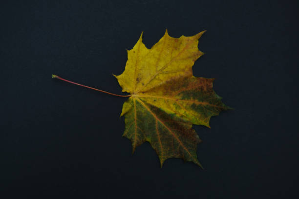 istock one autumn leave isolated on black background 1279162513