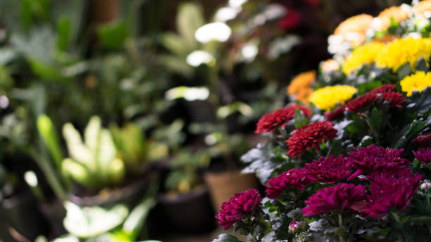 istock Flowering Chrysanthemums in the garden 1279162620