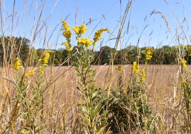 istock Goldenrod and Grass 1279163439