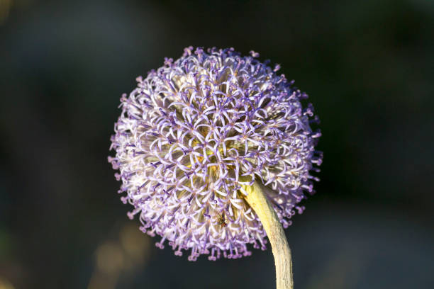 echinope sphaerocephalus - echinops spaerocephalus foto e immagini stock