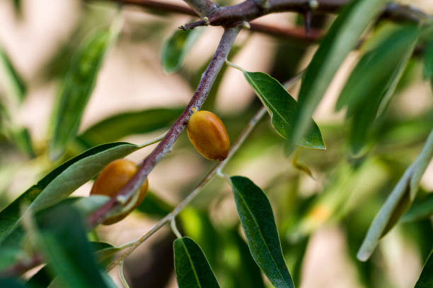 silverberry Elaeagnus commutata, the silverberry or wolf-willow fruit elaeagnus angustifolia stock pictures, royalty-free photos & images