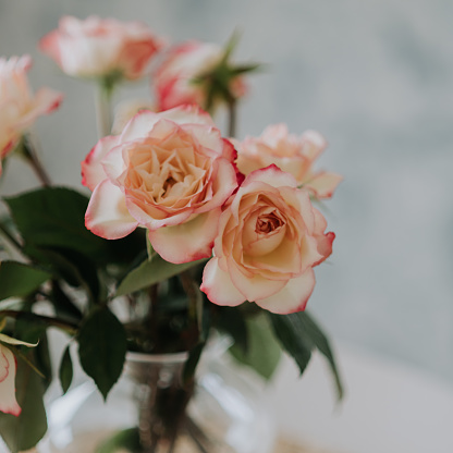 bouquet of roses in bloom on kitchen table\nPhoto taken indoors of flowers