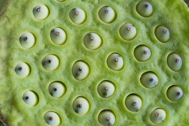 istock Lotus pods, Lotus seed, on white background 1279164983