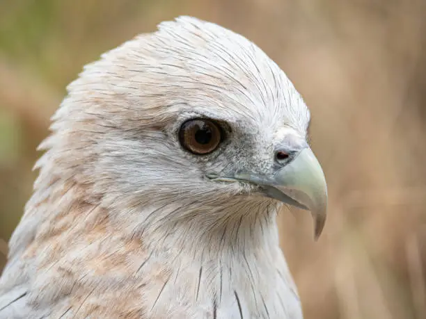 Close up portrait of a red hawk has a reddish-brown color except the head and chest are white.