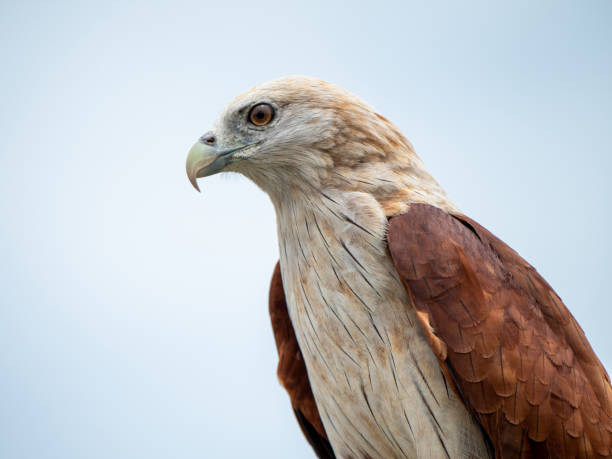 istock The red hawk has a reddish-brown color except the head and chest are white. 1279165574