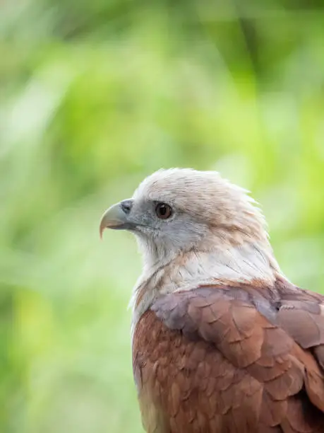 Close up portrait of a red hawk has a reddish-brown color except the head and chest are white.