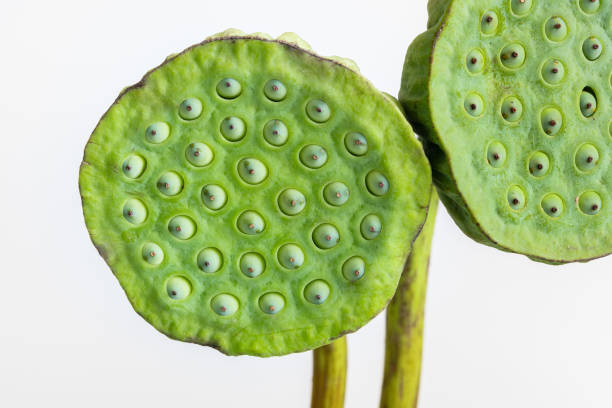 istock Lotus pods, Lotus seed, on white background 1279165636