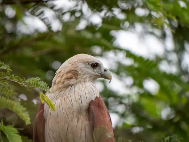 Close up portrait of a red hawk has a reddish-brown color except the head and chest are white.