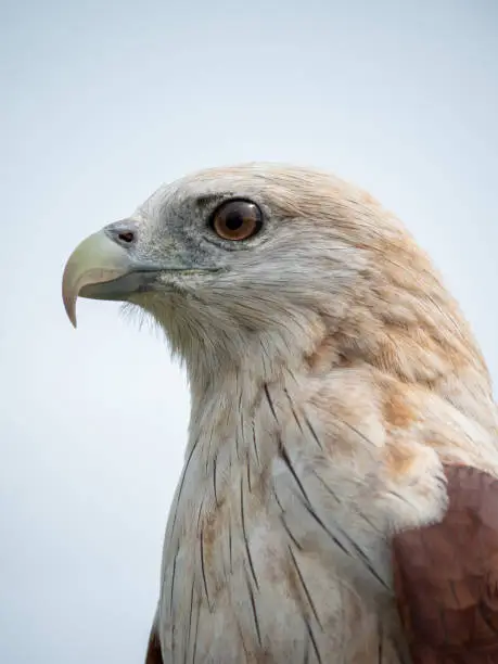 Close up portrait of a red hawk has a reddish-brown color except the head and chest are white.