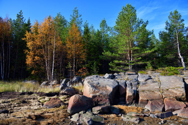 istock Forest on the White Sea in Karelia, Russia 1279165703