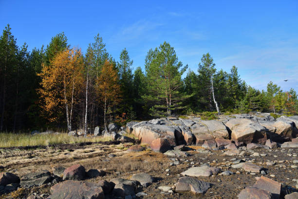 istock Forest on the White Sea in Karelia, Russia 1279165717