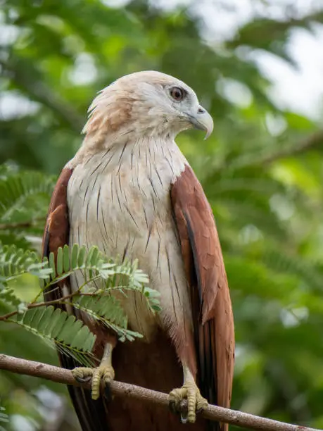 Close up portrait of a red hawk has a reddish-brown color except the head and chest are white.