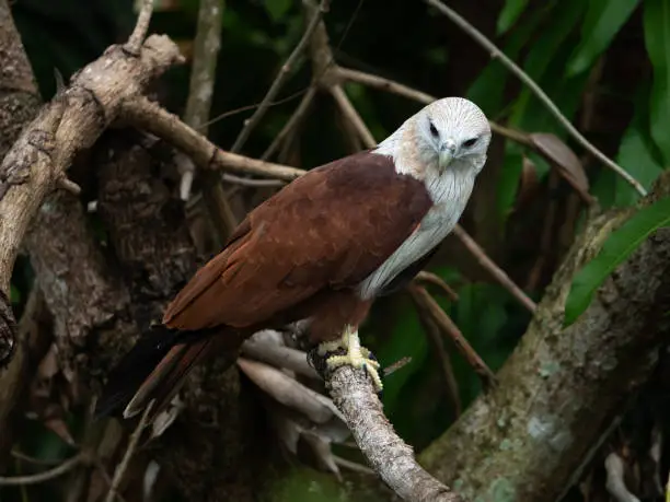 Close up portrait of a red hawk has a reddish-brown color except the head and chest are white.