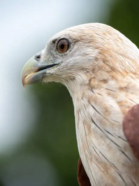 Close up portrait of a red hawk has a reddish-brown color except the head and chest are white.