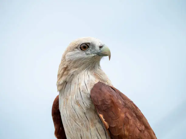 Close up portrait of a red hawk has a reddish-brown color except the head and chest are white.