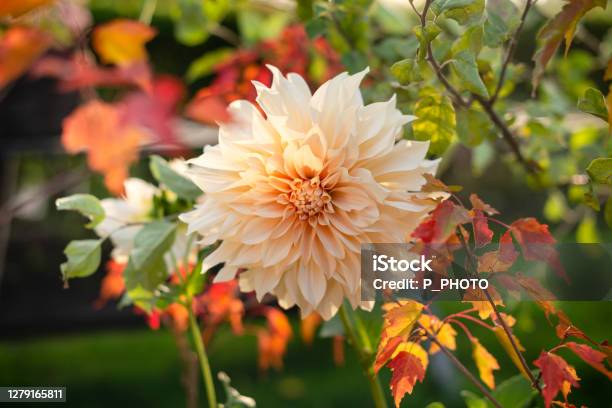 Pastel Colored Dahlia In A Swedish Garden Stock Photo - Download Image Now - Dahlia, Beauty, Beauty In Nature