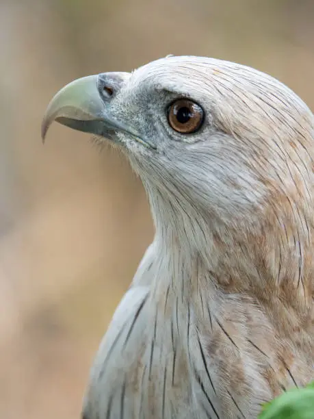 Close up portrait of a red hawk has a reddish-brown color except the head and chest are white.