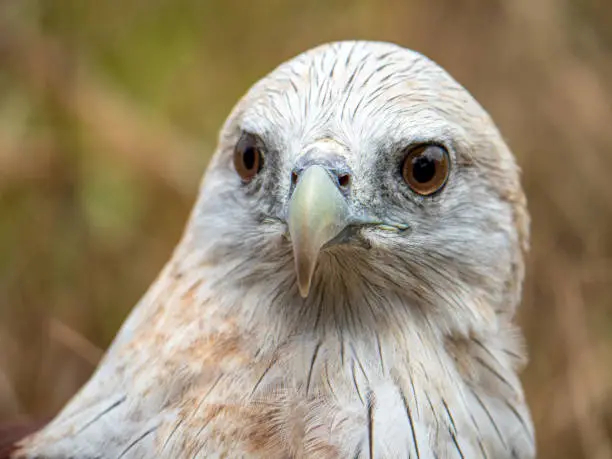 Close up portrait of a red hawk has a reddish-brown color except the head and chest are white.