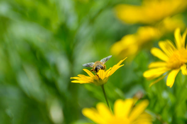 istock A honeybee on the yellow chrysanthemum flowers 1279167365