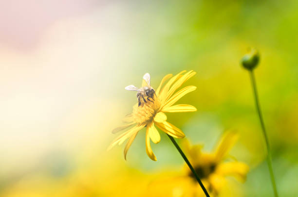 istock A honeybee on the yellow chrysanthemum flowers 1279167373