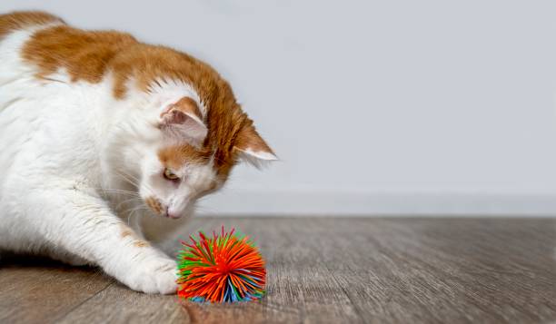 istock Funny tabby cat playing with a sports ball. Panoramic image with copy space. 1279167481