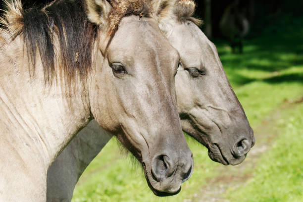istock Konik Horses in Nature Reserve (Flevoland, Netherlands) 1279168409