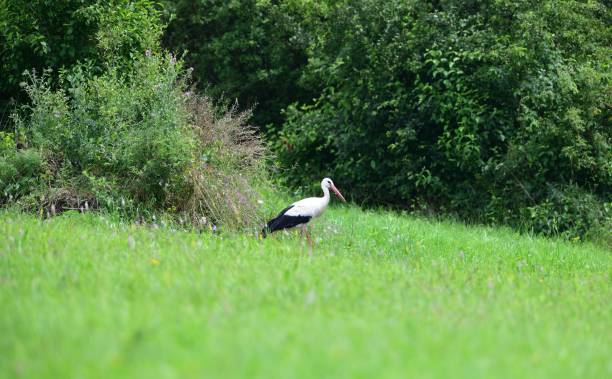 istock White stork looking for food on green meadow in spring 1279168660